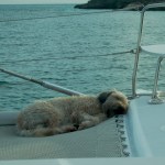 Farley asleep 2009-11-26