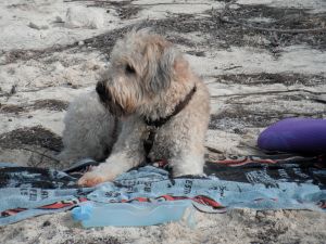 Farley at beach party