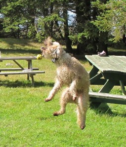Farley catching an apple