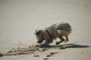 Bahamas 2013: Farley often gets rid of excess energy playing on the beach. We're not sure exactly what he's doing, but he sure seems to be having fun.