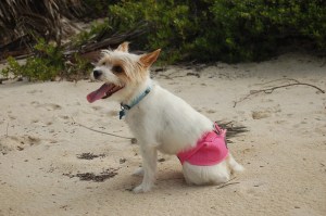 Calli's harness 2009-12-25