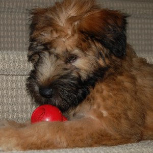 Falrey puppy 2008-11-11