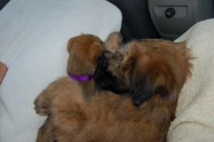 Farley and Piper 2008-10-16