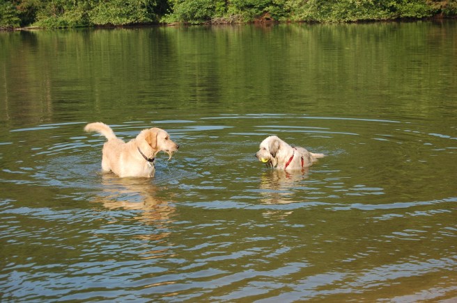 Farley at dog park 2009-08-04