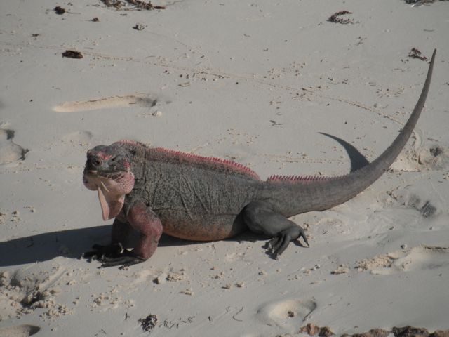 Iguana