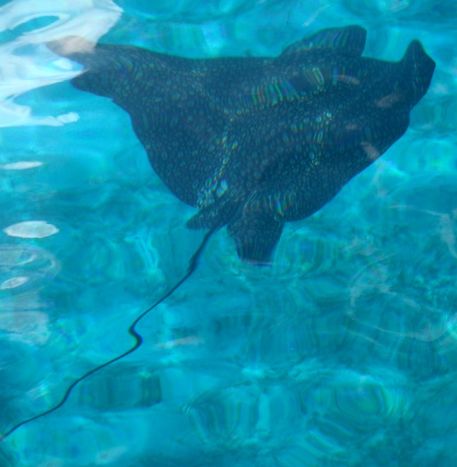 Ray swimming by Mattina