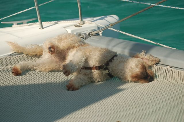 This is my "I'm not getting off the trampoline and you can't make me" roll.