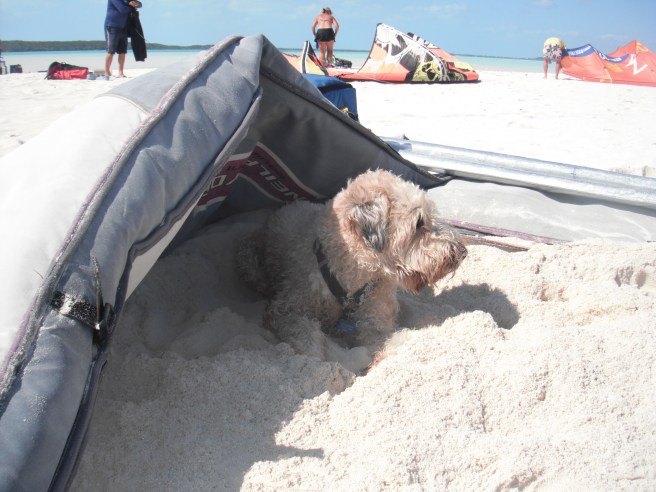 Farley with Board Bag