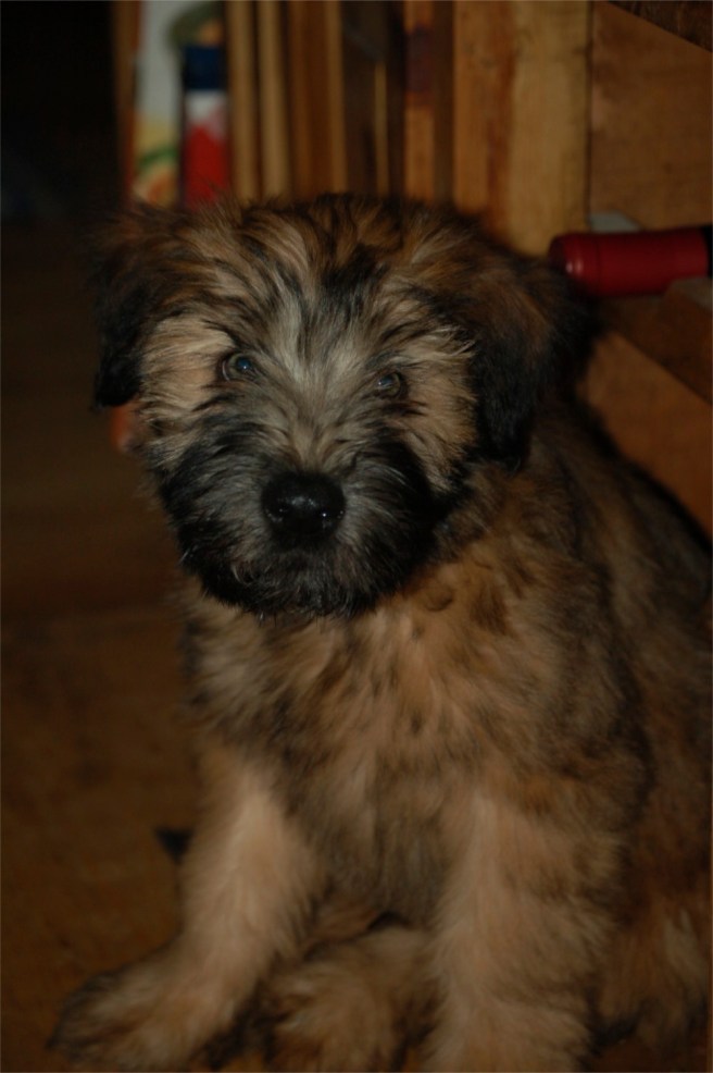 10 weeks old ... and I'm so cute.