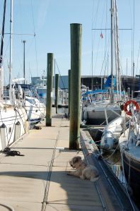 Farley waiting for someone to pet him. Anyone who walks by will do.