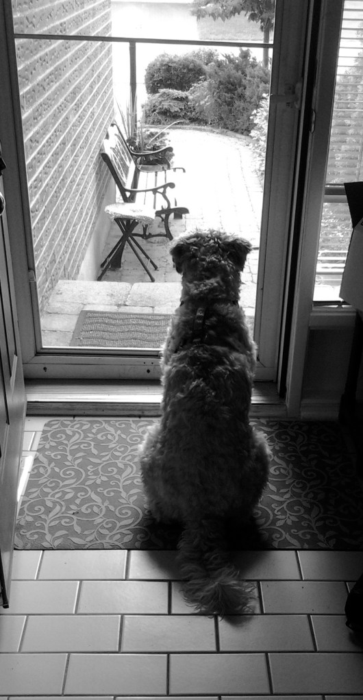 Where oh where did my humans go?