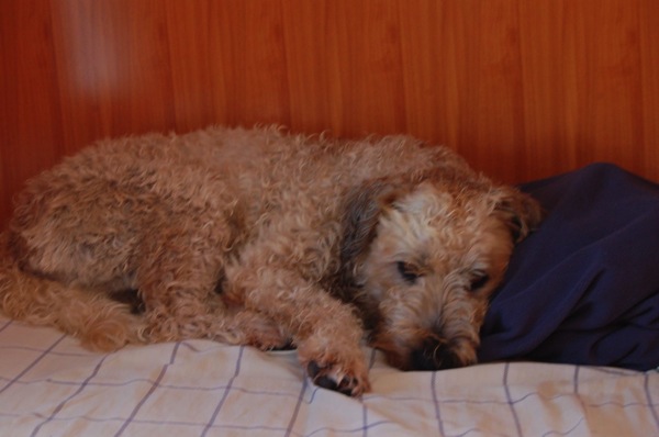 Farley Napping After Storm