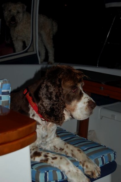 Jasper getting ready to set table