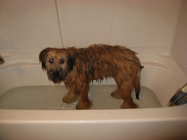 Farley gets a bath 2009 02 25