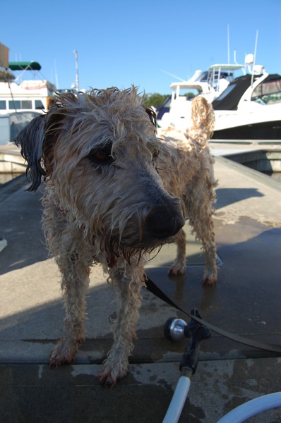 Farley Gets A Bath Palm Coast