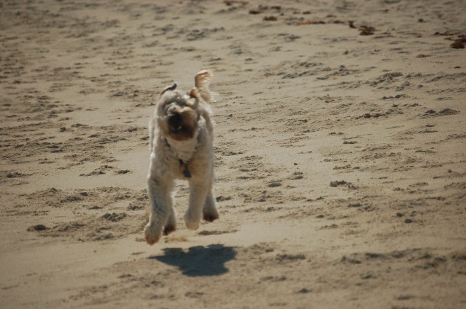 Farley Running Happiness