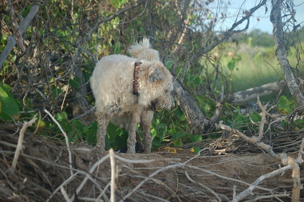 Farley and Bag 1.jpg Farley and Bag 1