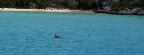 Dolphins at Sand Dollar