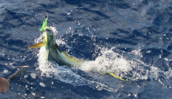 Mahi Mahi