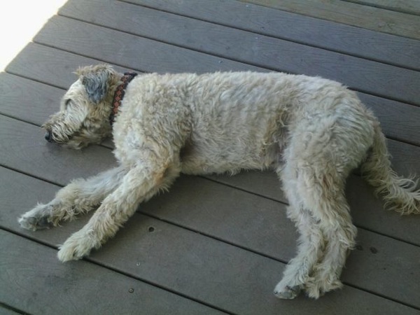 A Farley Sleeping.jpg A Farley Sleeping