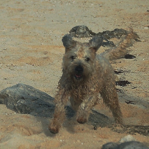 Farley Happy Dance.jpg Farley Happy Dance