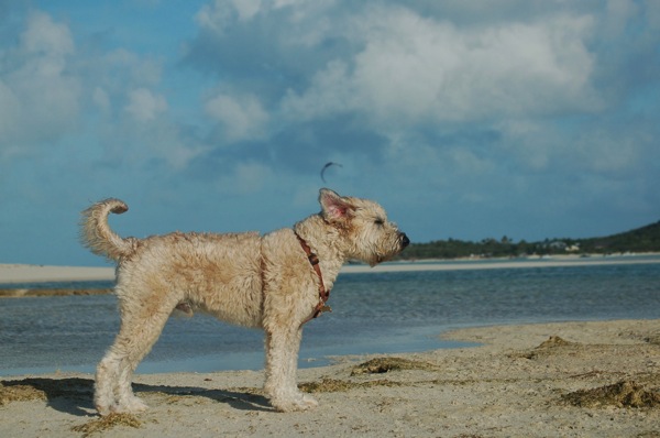 Farley in Bahamas