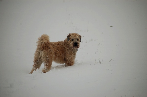 Farley In Snow