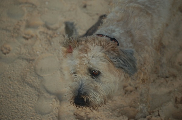 Farley looking interested.jpg Farley looking interested