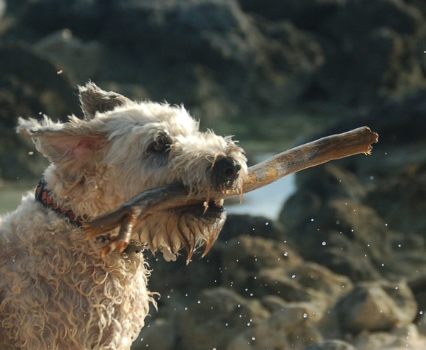 Farley With Stick.jpg Farley With Stick