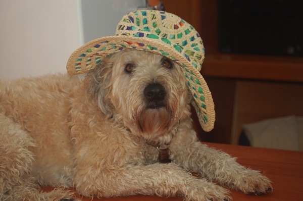 Farley in Hat.jpg Farley in Hat