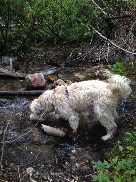 Farley in stream