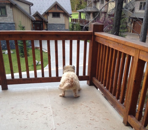 Farley on deck.jpg Farley on deck