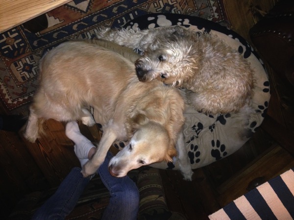 Farley And Joe Age 6 an 8.jpg Farley And Joe Age 6 an 8