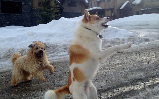 Finn Farley Snowball