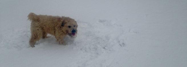 Snow Falling at Panorama