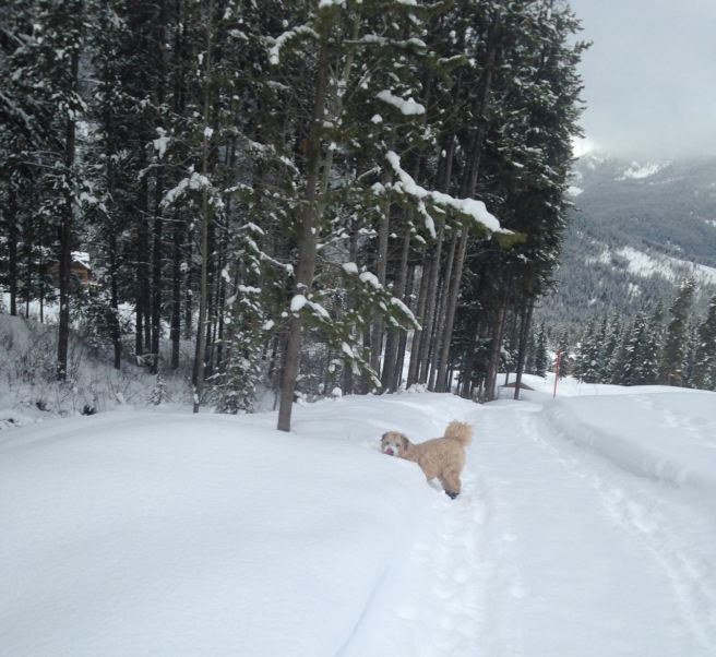 Farley Nordic skiing 2