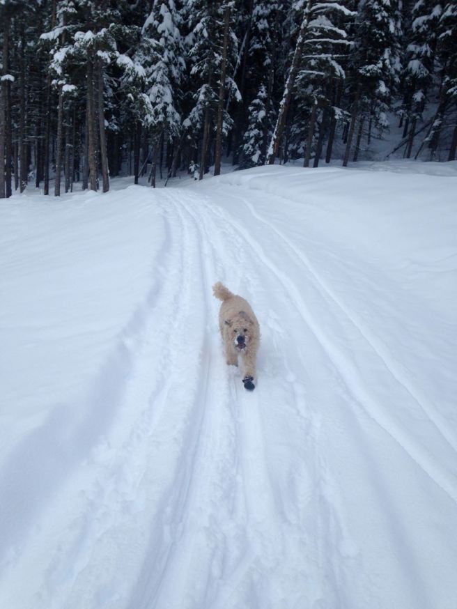Farley Nordic Skiing