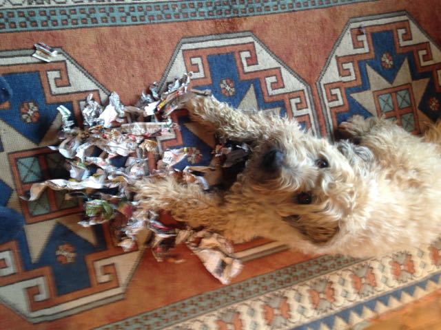 Falrey eating newspaper