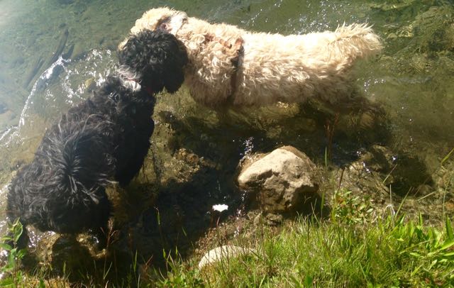 Flint, Farley in pond