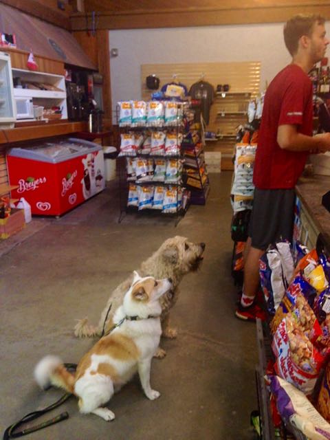Dogs at General Store