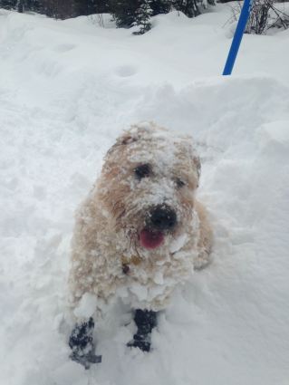 Farley covered in snow