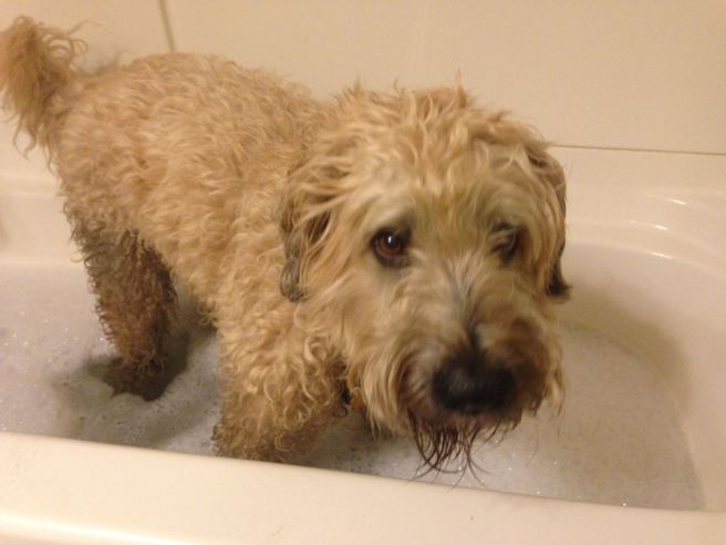Farley in Tub