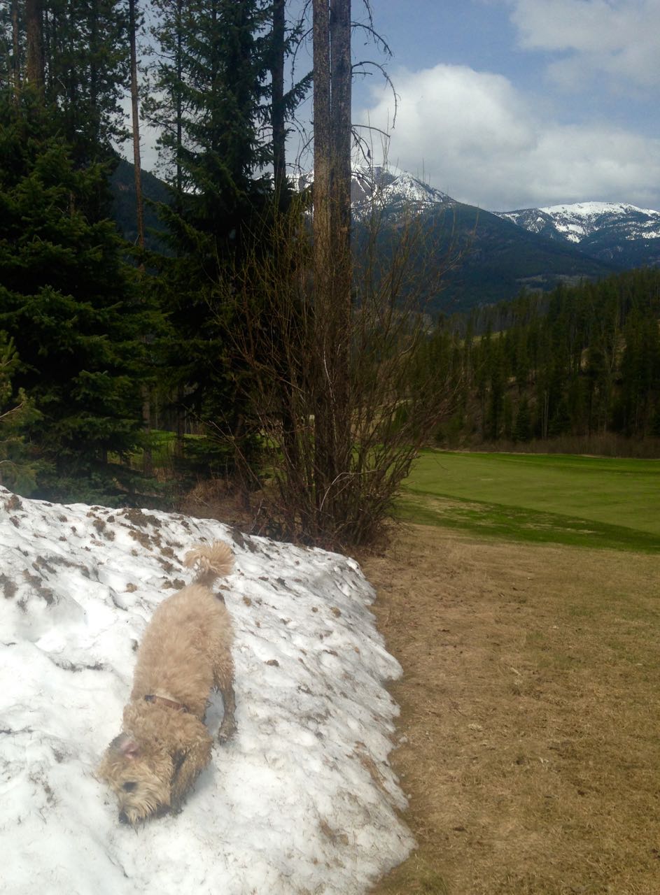 Farley On Vacation.jpg