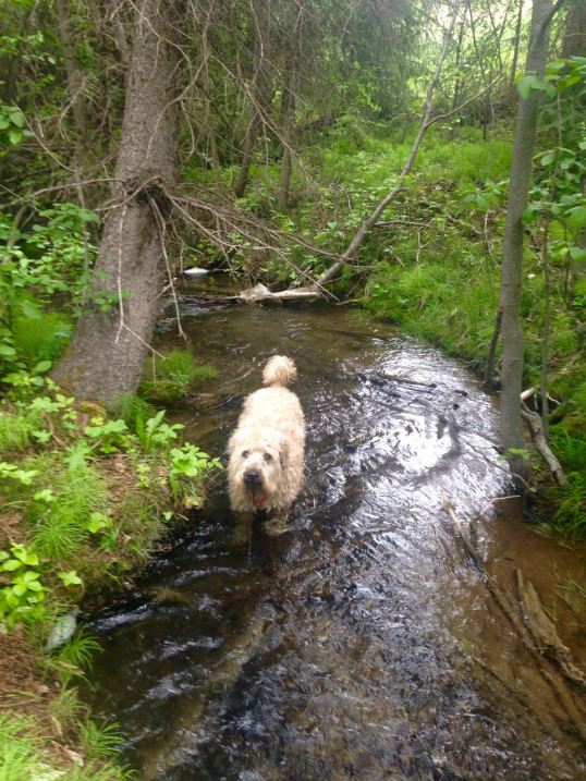 Farley In Creek